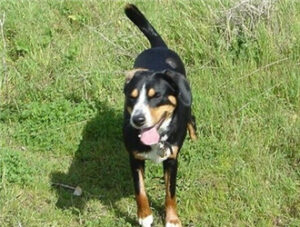 Entlebucher