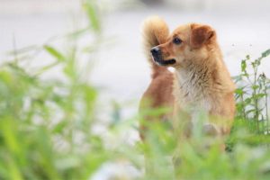 Eosinophilic Myositis in Dogs