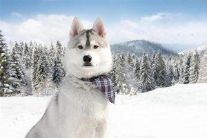 Esophageal Dilatation in Dogs and Cats: Symptoms, Treatment, and Prevention