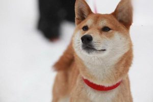 Esophageal Obstruction in Dogs and Cats: Symptoms, Treatment, and Prevention