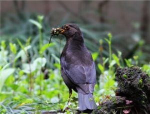 Eurasian Blackbird