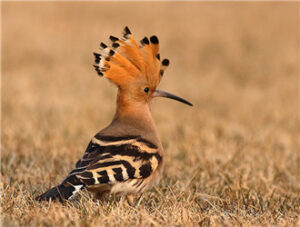 Eurasian Hoopoe