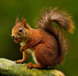 Eurasian Red Squirrel