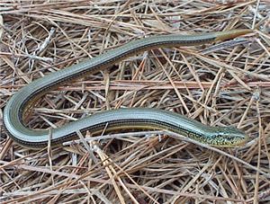 European Glass Lizard