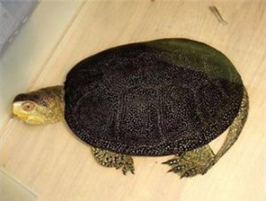 European Pond Turtle