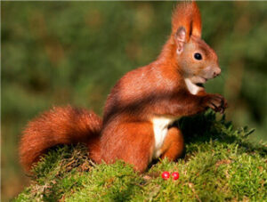 European Red Squirrel