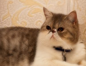Exotic Shorthair