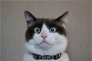 Facial Nerve Paralysis in Dogs and Cats