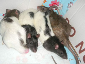 Fancy Rat