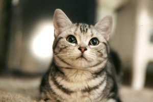 Feline Chlamydiosis: Symptoms, Treatment, and Prevention