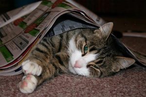 Feline Lungworm Infection (Aelurostrongylosis): Symptoms, Treatment, and Prevention