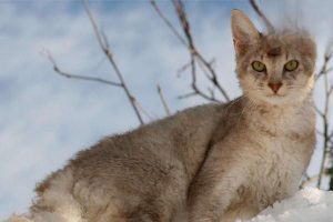 Feline Panleukopenia (Feline Distemper): Symptoms and Treatment