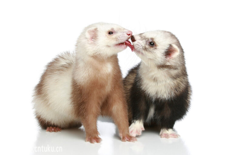 Ferret
