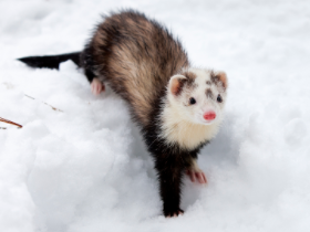 Ferret