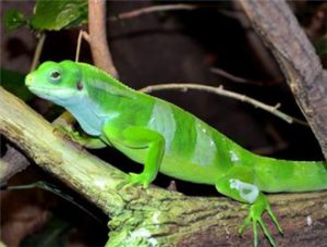 Fiji Banded Iguana
