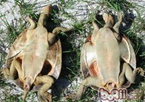 Fitzroy River Turtle