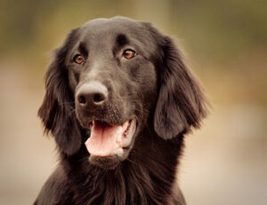 Flat-Coated Retriever
