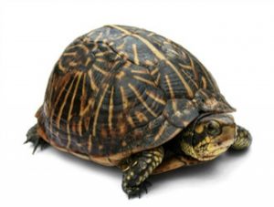 Florida Box Turtle