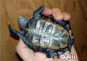 Florida East Coast Diamondback Terrapin