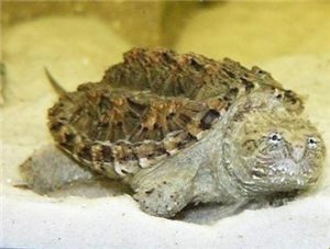 Florida Snapping Turtle