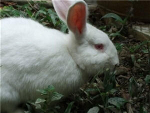 Florida White Rabbit