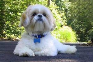 Flying with Your Dog: What to Know Before You Board