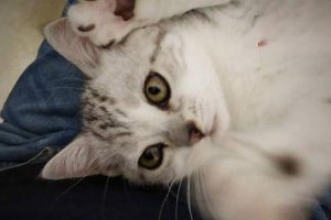 Folliculitis in Dogs and Cats