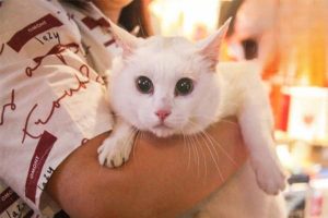 Food Allergies in Cats: Signs and Management