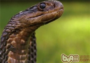 Forest Cobra