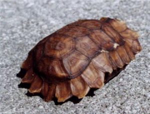 Forest Hinge-back Tortoise