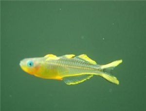 Forktail Blue-eye
