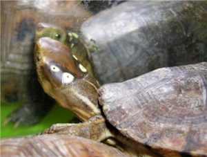 Four-eyed Turtle