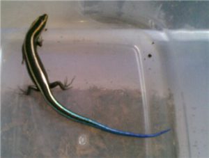 Four-lined Skink (Blue-tailed Skink)