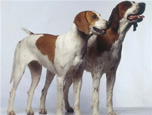 Foxhound