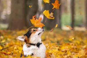 Fractures in Dogs and Cats