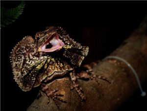 Frilled Lizard