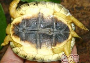 Furrowed Wood Turtle