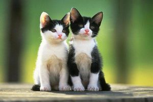 Furuncles and Furunculosis in Dogs and Cats