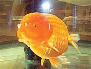Fuzhou Ranchu Goldfish