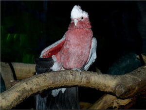 Galah