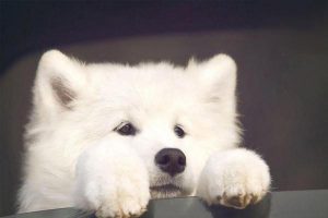 Gastric Dilatation-Volvulus (GDV) in Dogs and Cats: Symptoms, Treatment, and Prevention