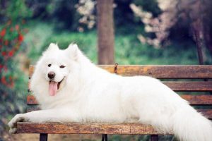 Gastric Foreign Body in Dogs and Cats: Symptoms, Treatment, and Prevention