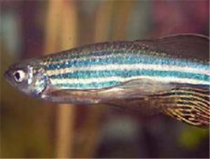 Giant Danio