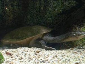 Giant Snake-necked Turtle