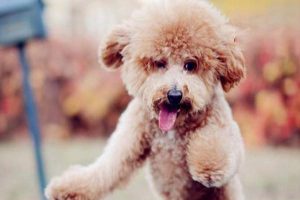 Glomerulonephritis in Dogs and Cats