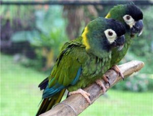 Golden-collared Macaw