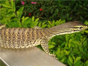 Gould’s Monitor