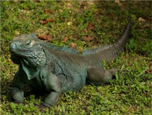 Grand Cayman Blue Iguana