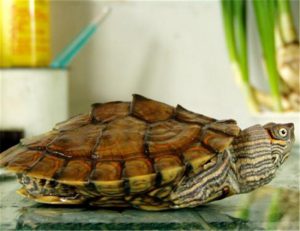 Graptemys pseudogeographica (False Map Turtle)