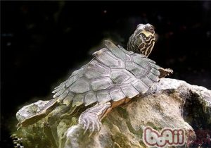 Graptemys pulchra (Alabama Map Turtle)